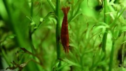 Closeup Red Cherry Shrimp On A Water Sprite