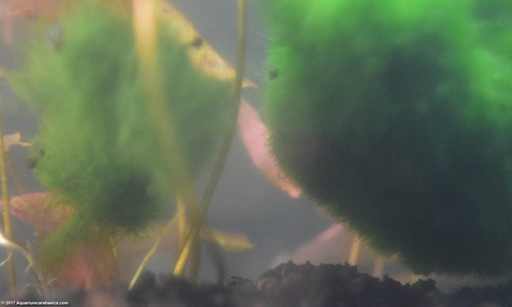 Cloudy Aquarium Water Bacterial Bloom & Waste Buildup