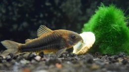 Cory Catfish Feeding On Algae Wafer