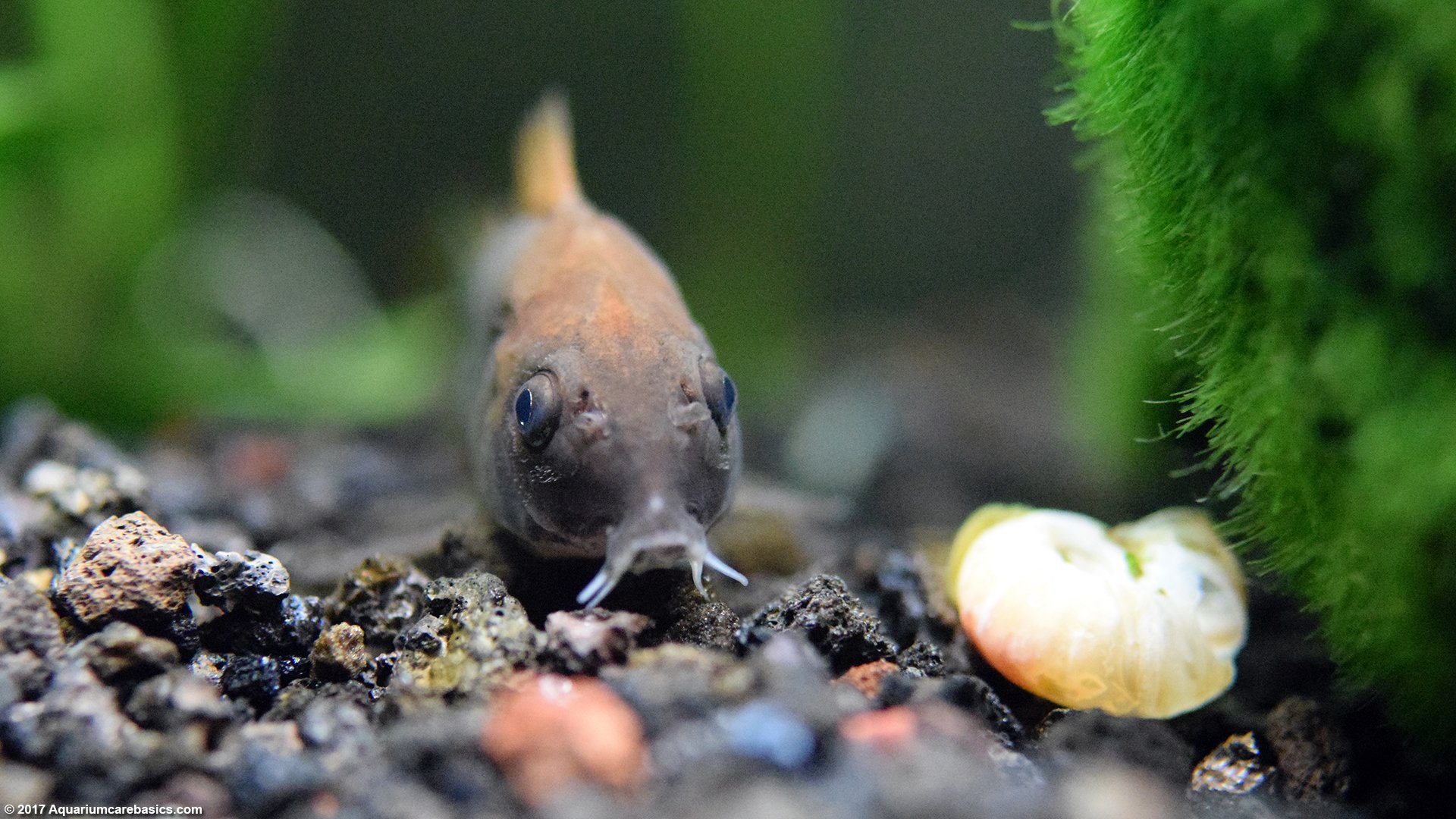 Санитар среди аквариумных рыбок 5. Catfish Corydoras. Макрогнатус глазчатый рыбка аквариумная. Коридорас Блэк аквариум.