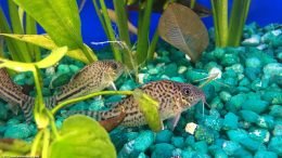 Cory Catfish In A Freshwater Tank