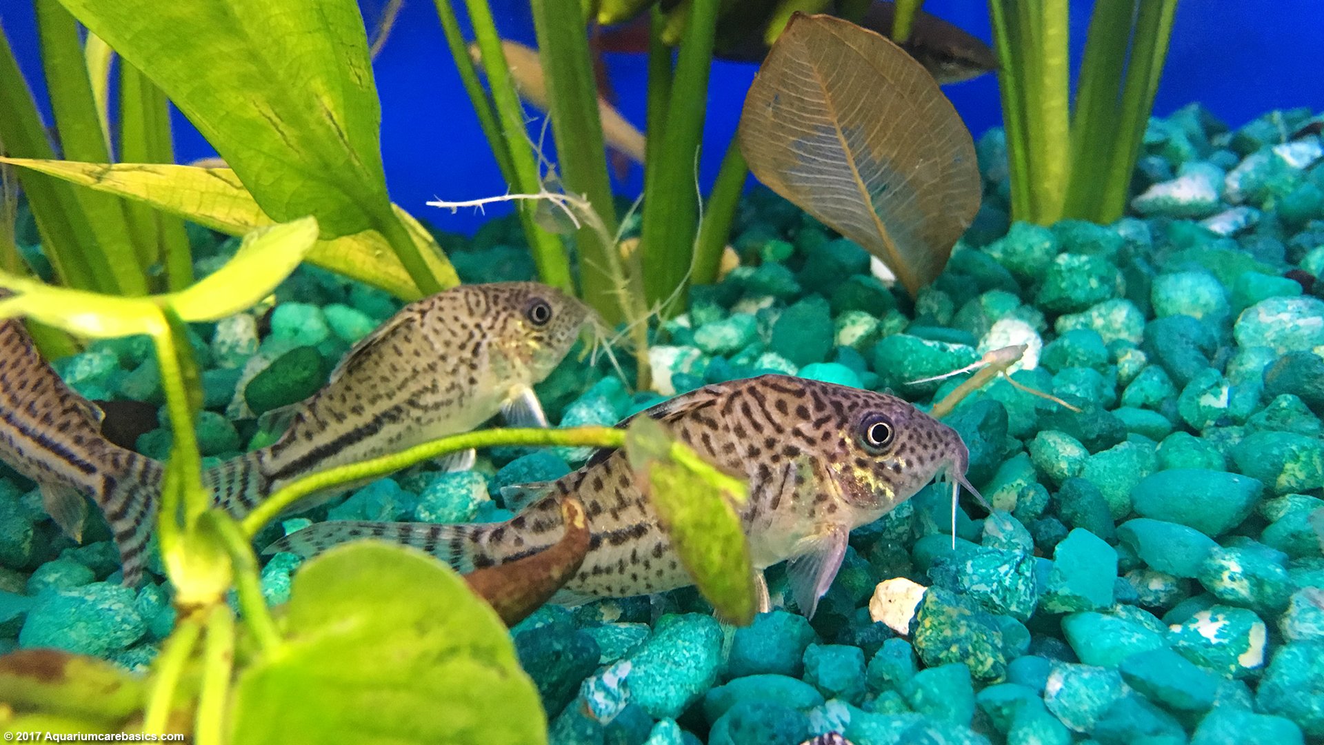 Cory Catfish Care Diet Size Tankmates Lifespan Video,When Are Strawberries In Season In Ny