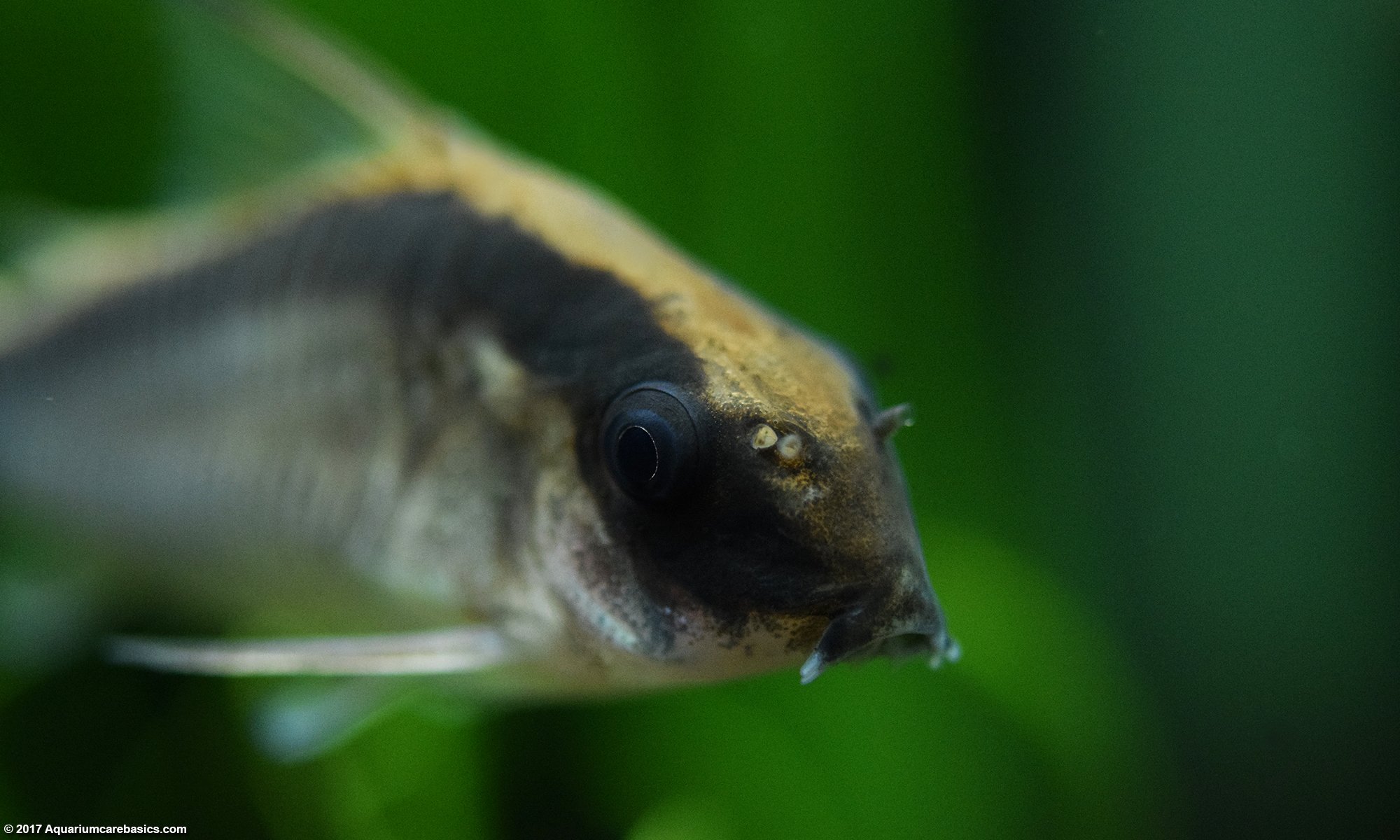 Cory Catfish Swimming In A Planted Tank