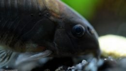 Cory Catfish, Upclose