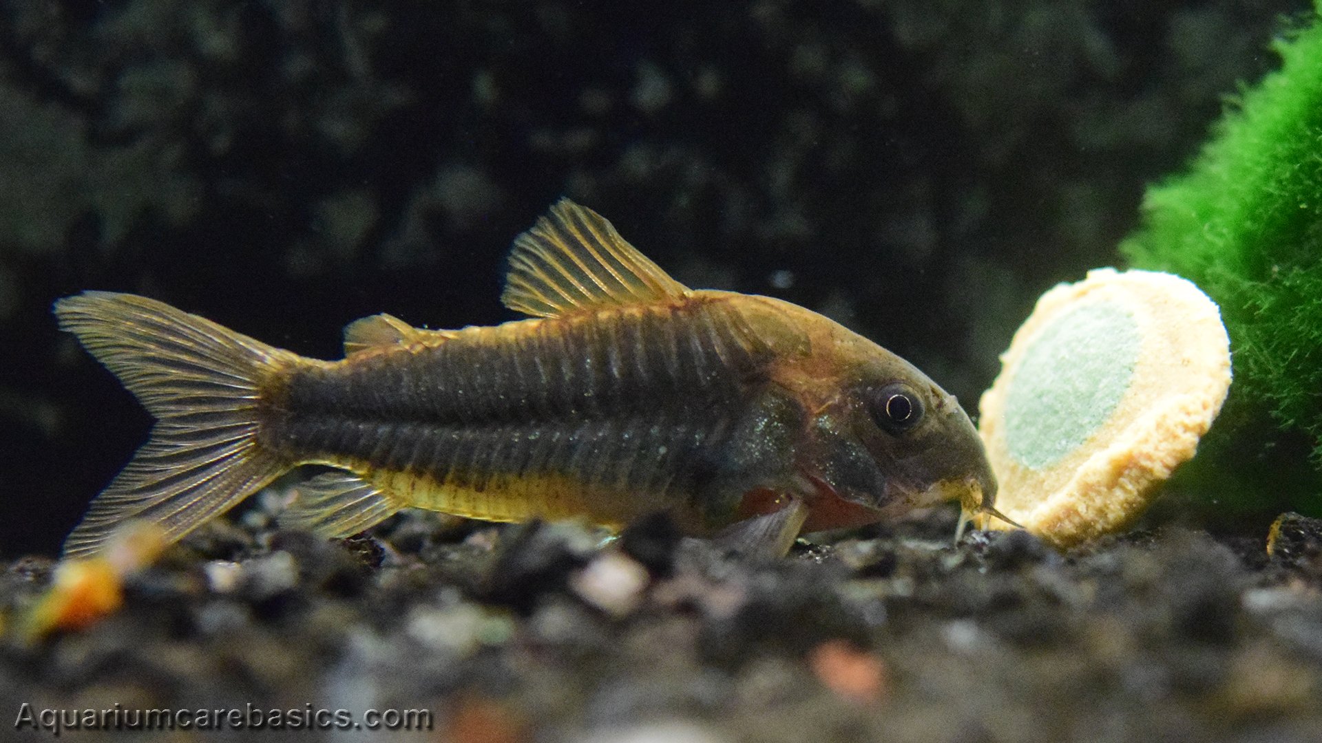 Cory Catfish: Care, Diet, Size, Tankmates & Lifespan - Video