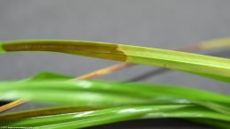 Cyperus Helferi Care