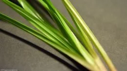 Cyperus Helferi Plant