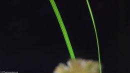 Cyperus Helferi Plant Stems