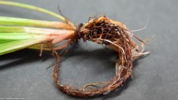 Cyperus Helferi Roots