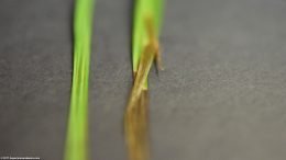 Cyperus Helferi Stems