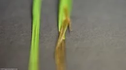 Cyperus Helferi Stems