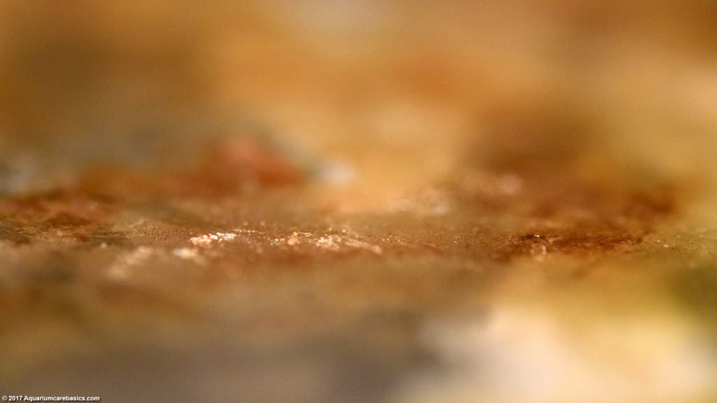 Mineral Deposits In An Aquarium Buildup & Removal