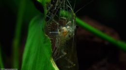 Dead Anubias Barteri Leaf With Caridina Multidentata