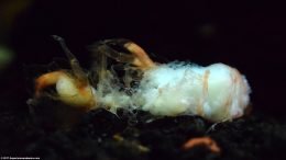 Dead Bamboo Shrimp Body On Tank Bottom