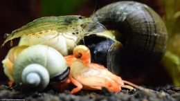 Dead Wood Shrimp Eaten By Snails