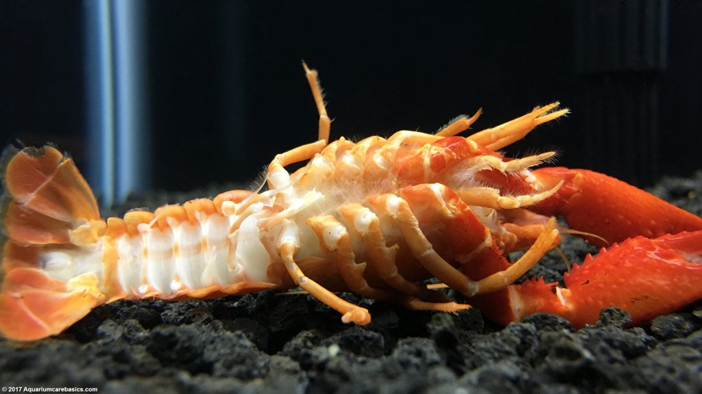 Tangerine Lobster Care, Size, Color, Food, Feeding & Molting Video