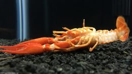 Dead Tangerine Crayfish On Tank Bottom