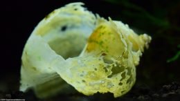 Dissolving Aquarium Snail Shells