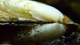 Dorsal Side Of An Asian Gold Clam Showing Off Its Umbo And Ligament