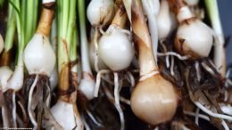 Dwarf Onion Plant Bulbs, Upclose