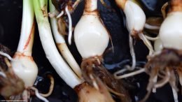 Dwarf Onion Plant Care