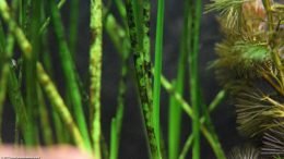 Dwarf Onion With Black Algae On Stems