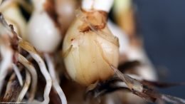 Dwarf Onion Plant Bulb