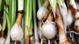 Dwarf Onion Plant: Bulbs Roots And Stems