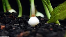Dwarf Onion Plant Care Is Challenging Because Its Naturally A Terrarium Plant
