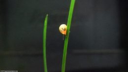 A Ramshorn Snail On Dwarf Onion Plant
