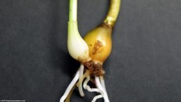 Dwarf Onion Propagation