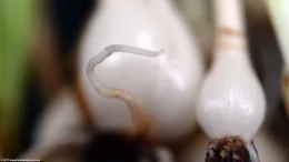 Dwarf Onion Plant Roots, Closeup