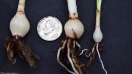 Dwarf Onion Plant Size