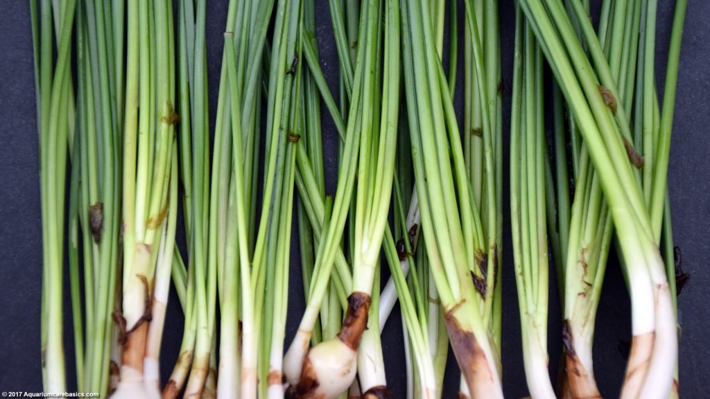 Dwarf Onion Plant Care Size, Bulb, Roots & Planting