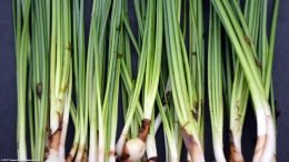 Dwarf Onion Plant Stems