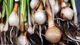 Dwarf Onion Plant: Three Bulbs