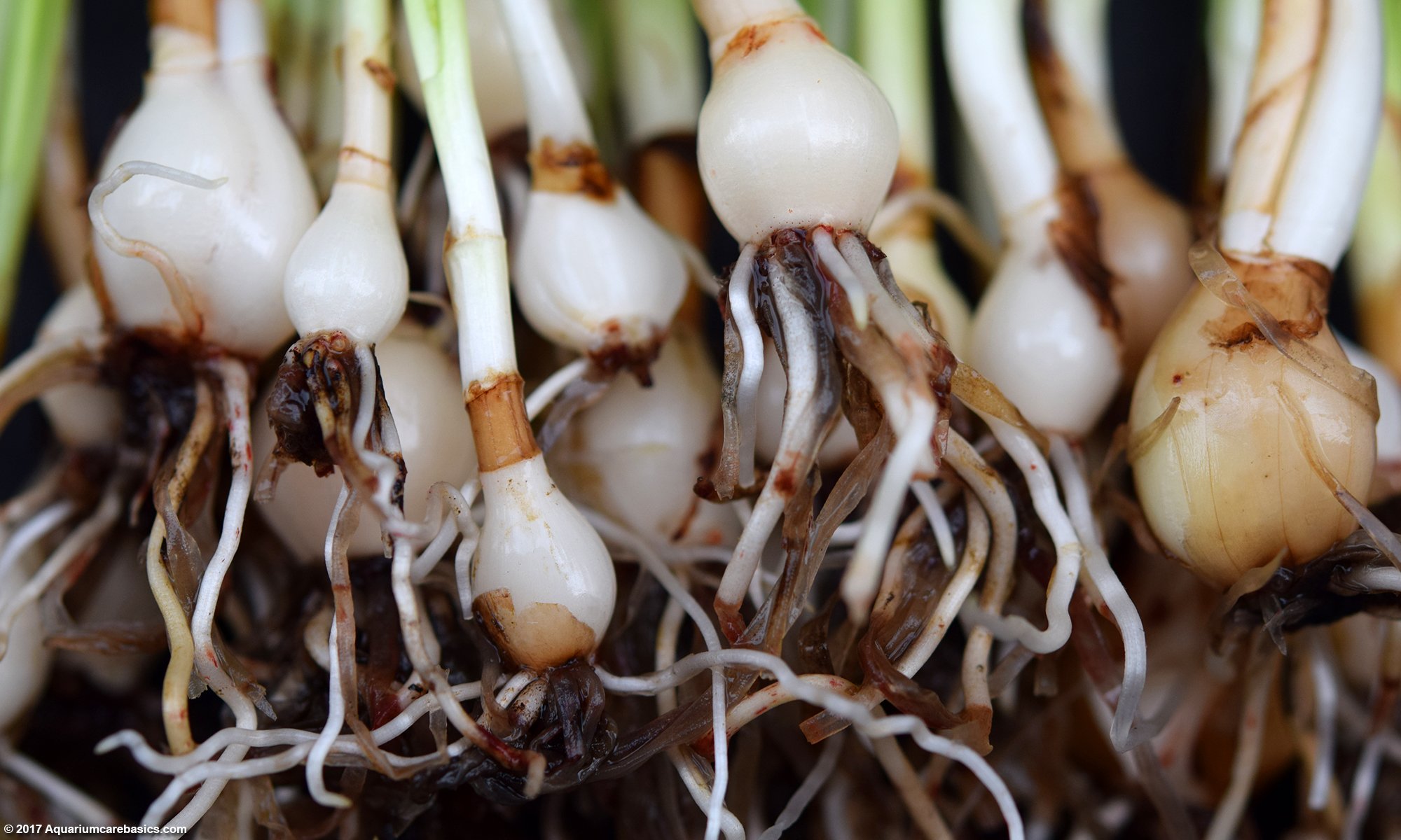 Dwarf Onion Plant: Stems, Bulbs And Roots