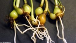 Dwarf Onion Plant Propagation