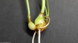 Dwarf Onion Reproducing, Small Bulb On Side