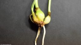 Dwarf Onion: Two Bulbs, Propagation