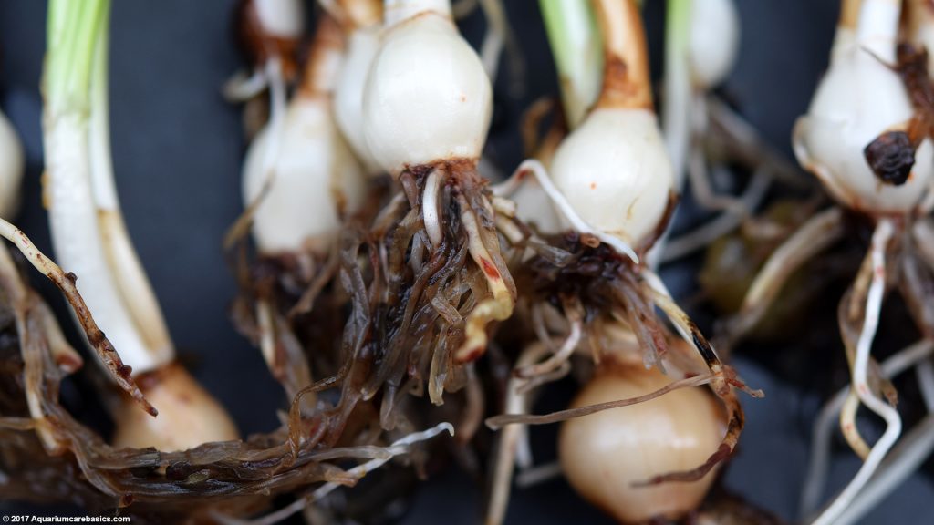 Dwarf Onion Plant Care Size, Bulb, Roots & Planting