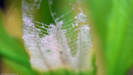 Dying Amazon Sword Leaf