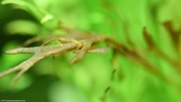 Dying Water Sprite Leaf, Closeup