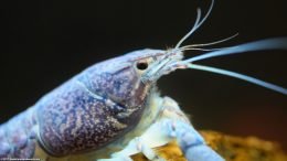 Electric Blue Lobster On Lava Rock