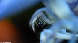 Electric Blue Lobster Filaments On Feeding Appendages