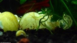 Empty Aquarium Snail Shells