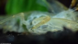 Empty Molted Front Leg Shell, Closeup