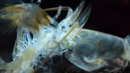 Empty Bamboo Shrimp Shell After Molting