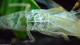 Empty Bamboo Shrimp: Torso Shell