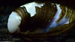 Empty Freshwater Clam Showing Its Eroded Area